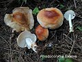 Rhodocollybia fodiens-amf2137